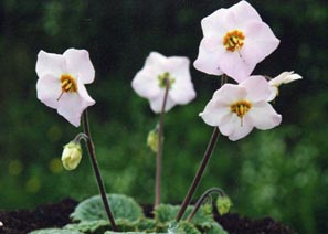 Ramonda myconi 'alba'